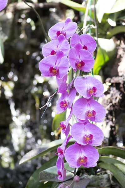 Krásné růžové orchideje květiny v zahradě — Stock fotografie