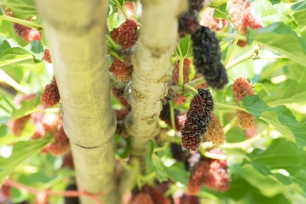 Morera fresca en el árbol, fruta — Foto de Stock