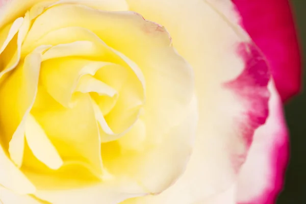 Primer plano fondo de la rosa amarilla — Foto de Stock