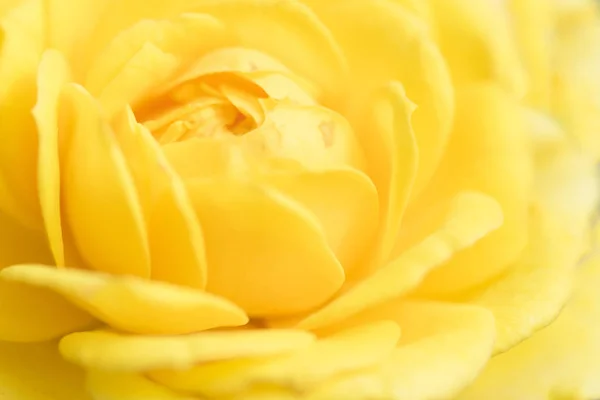 Amarelo rosa flor para fundo — Fotografia de Stock