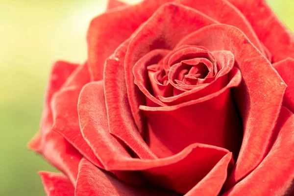 Closeup κόκκινο τριαντάφυλλο φόντο — Φωτογραφία Αρχείου