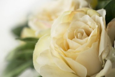 Beyaz Gül çiçeği arka plan için yapay