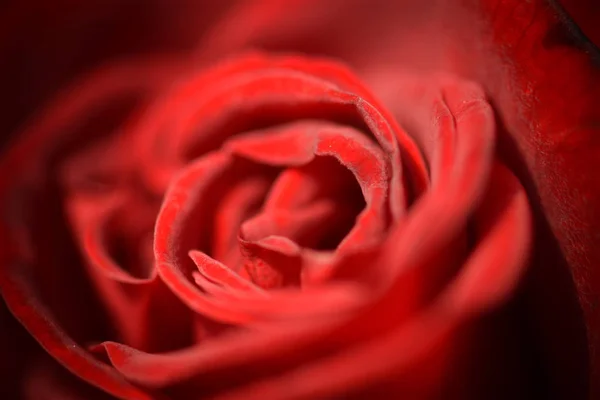 빨간 장미 꽃 배경 — 스톡 사진