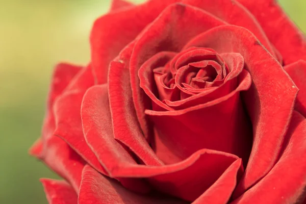 Closeup Κόκκινο Τριαντάφυλλο Φόντο — Φωτογραφία Αρχείου