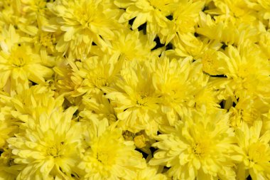 güzel sarı kasımpatı çiçekleri arka plan