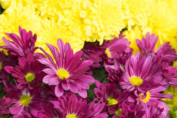 美しい黄色とピンクの菊の花の背景 — ストック写真