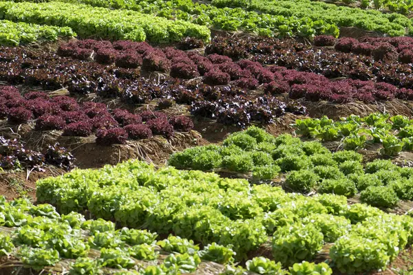 Verse sla groeit in groente tuin — Stockfoto