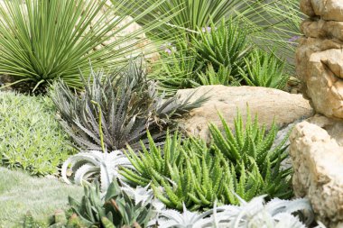 Kaktüs bir botanik bahçesine ekilmiş. Angkhang Chiangmai.