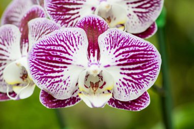 Bahçedeki güzel mor orkideler