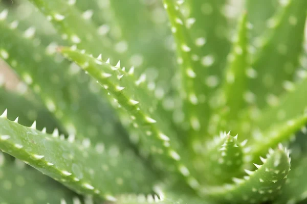 Foglie Verdi Pianta Aloe Vicino — Foto Stock