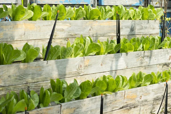 Frischer Salat Wächst Holzwand — Stockfoto