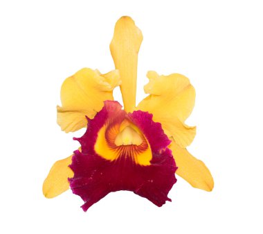 Sarı Cattleya Orkidesi beyaz arkaplanda izole.