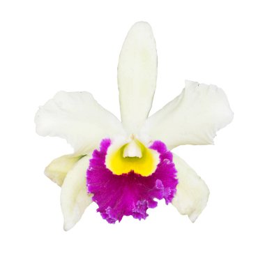 Beyaz Cattleya Orkidesi beyaz arka planda izole edildi.