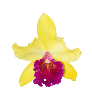 Sarı Cattleya Orkidesi beyaz arkaplanda izole.