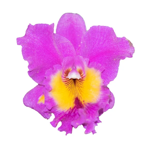 Mor Cattleya Orkidesi beyaz arkaplanda izole edildi.