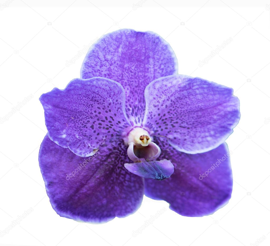 single Orchid isolated on a white background.