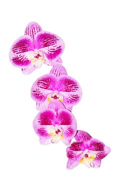 Beyaz arkaplanda izole edilmiş orkide menekşeleri