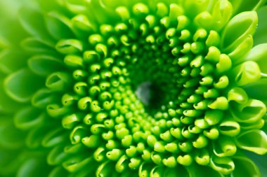 Yeşil kasımpatı çiçeği arka planı