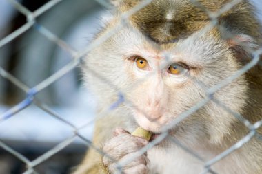 Kafesteki maymun