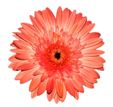Pembe gerbera beyaz arkaplanda izole