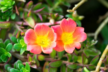 Purslane, Verdolaga, Pigweed, Little Hogweed veya Pusley çiçeği