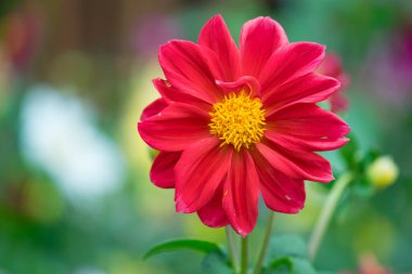 Güzel kırmızı zinnia çiçeği