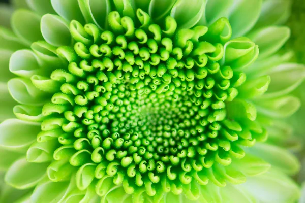 Green Chrysanthemum Flowers Background — Stock Photo, Image