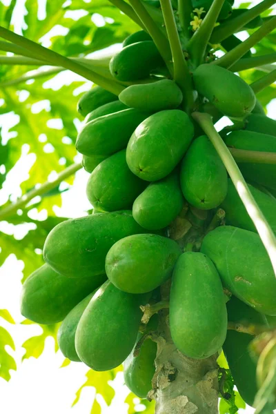 Papaya Verde Fresca Árbol Tree Papaya Con Racimo Frutas — Foto de Stock