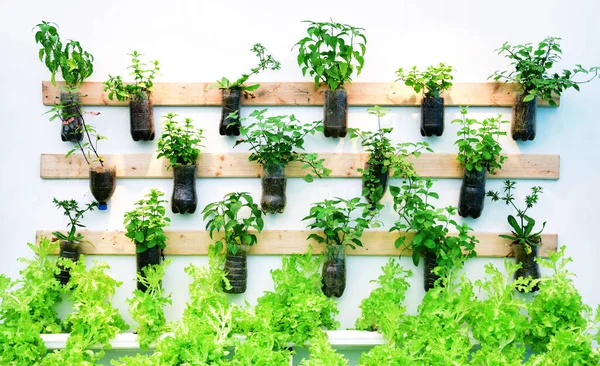 Growing Vegetables Wall — Stock Photo, Image