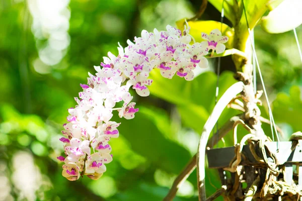 Schöne Orchideen Blühen Garten — Stockfoto