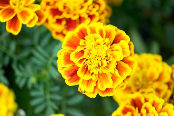 Hermosa Flor Zinnia Naranja — Foto de Stock