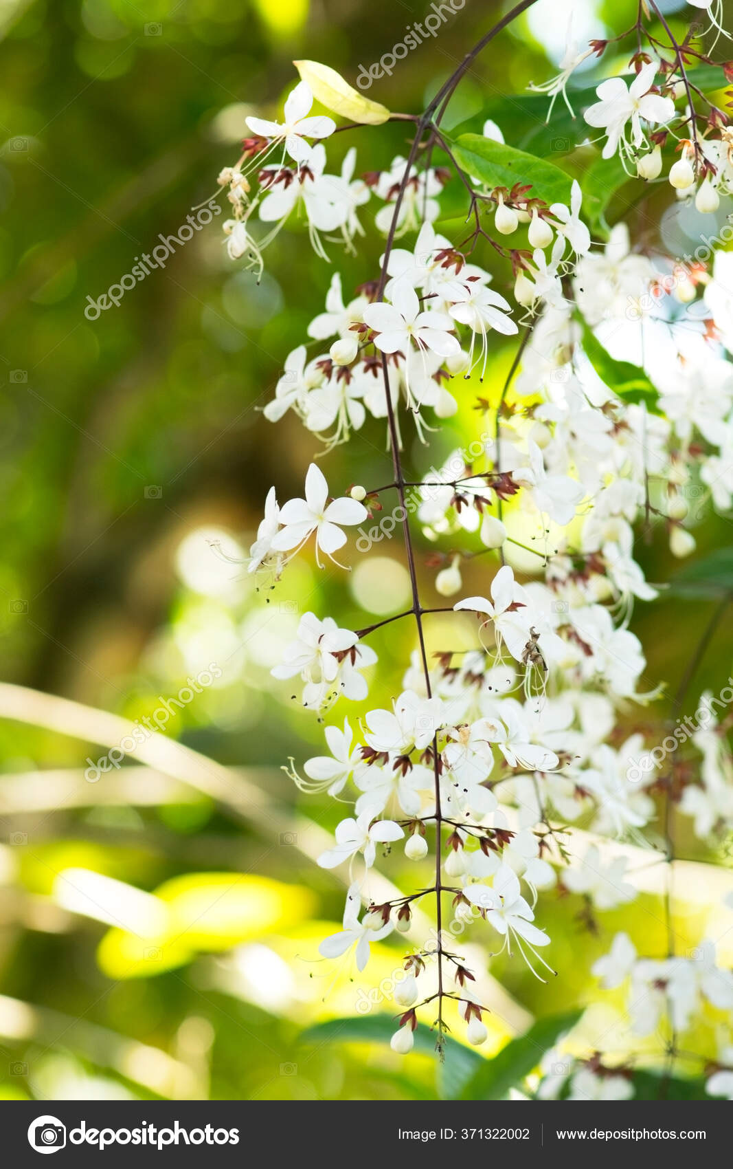 137 Wallichii Stock Photos Images Download Wallichii Pictures On Depositphotos