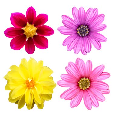 koleksiyon kasımpatısı beyaz arkaplanda izole edildi