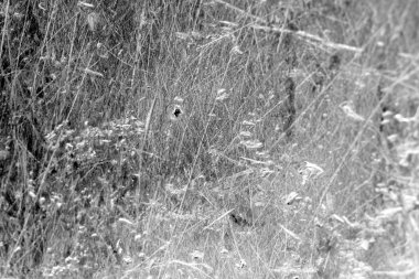 Grunge Siyah ve Beyaz Sıkıntı dokusu. Çizik dokusu. Kirli Doku. Arka plan. .