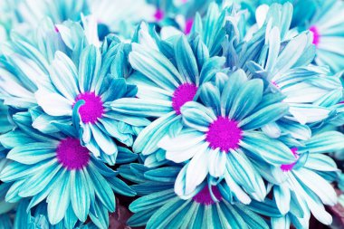 Güzel kasımpatı çiçeği arka planı