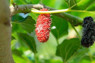 Ağaçta taze dut, meyve