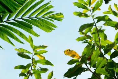 Taze yeşil yapraklar, ağaçların altında