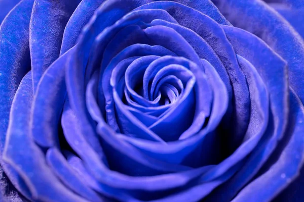 Μπλε Τριαντάφυλλο Φόντο Closeup — Φωτογραφία Αρχείου