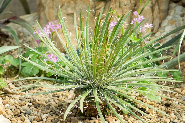 Cactus Piantato Giardino Botanico Angkhang Chiangmai — Foto Stock