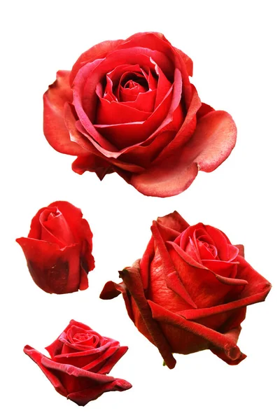 Coleção Flor Rosa Vermelha Isolado Fundo Branco — Fotografia de Stock