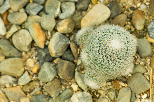 Cactus Piantato Giardino Botanico Angkhang Chiangmai — Foto Stock