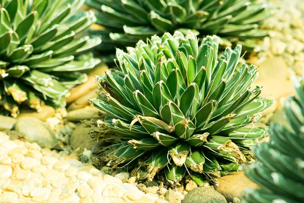 Cactus Piantato Giardino Botanico Angkhang Chiangmai — Foto Stock