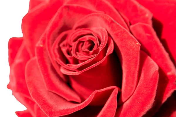 Red Rose Isolated White Background Stock Picture