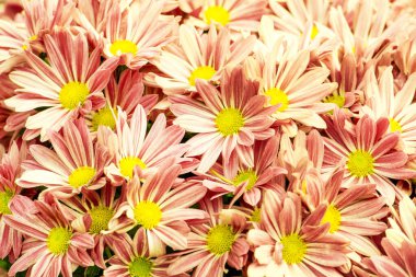 Turuncu papatya Çiçek bahçesinde