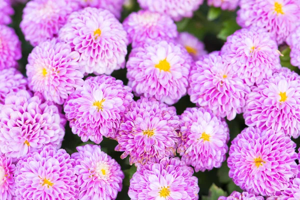美丽的粉红色菊花鲜花背景 — 图库照片