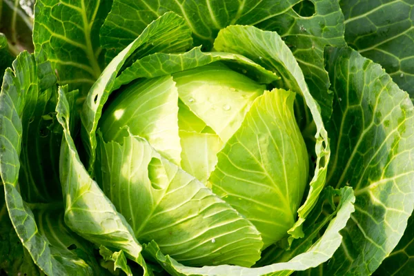 Fresh Cabbage Vegetable Garden — Stock Photo, Image