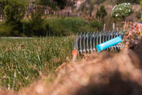 Gardener Removing Dry Grass Thatch Rakes His Lawn Beginning Spring — Stock Photo, Image