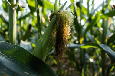 Güneşli bir günde mısır tarlasında büyüyen mısır, arka planda bir sürü mısır..