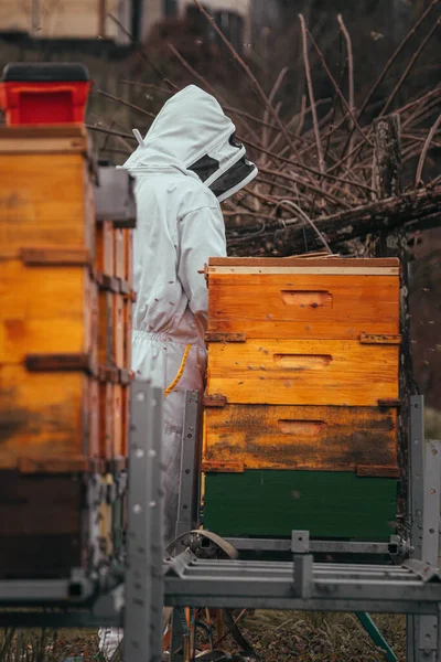 Beekeeper Checking How Many Bees Survived Winter Apiary — Stock Photo, Image