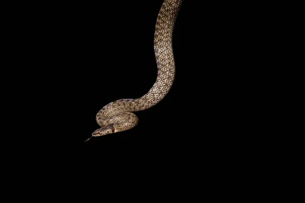 Serpente Minaccioso Sfondo Nero — Foto Stock